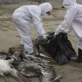Des oiseaux morts ont été retrouvés sur les côtes du Chili au Mexique (archives).
